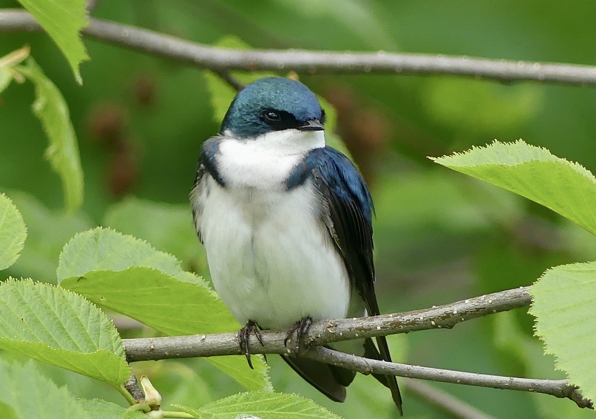 Golondrina Bicolor - ML620007051