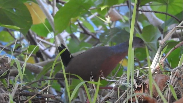 Little Wood-Rail - ML620007056