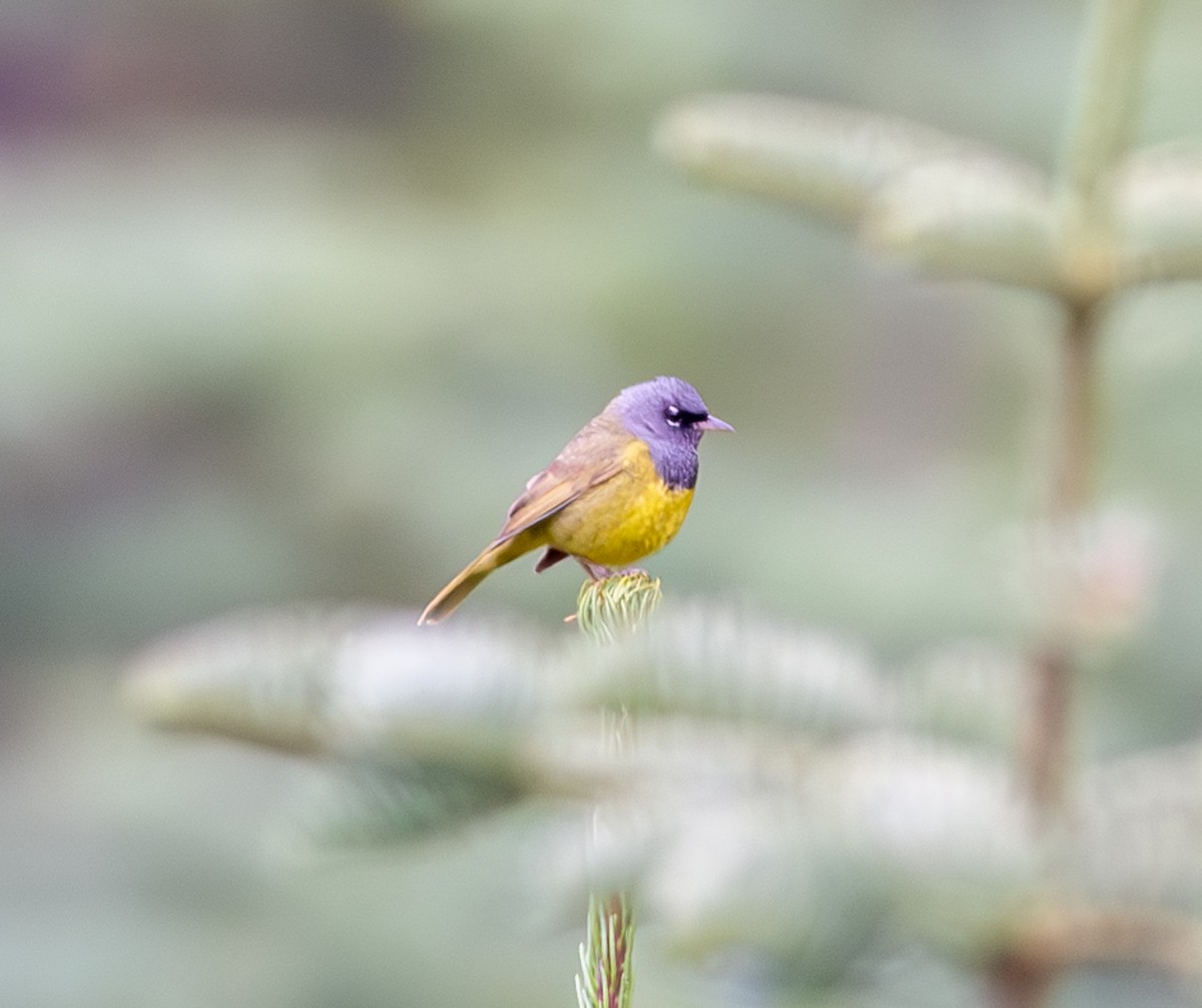 MacGillivray's Warbler - ML620007058