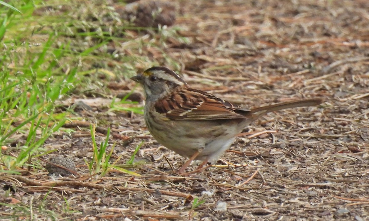 White-throated Sparrow - ML620007059