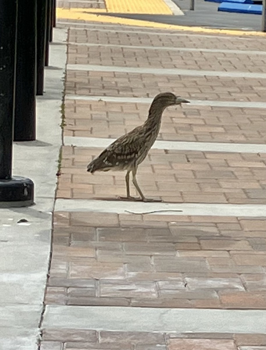 Black-crowned Night Heron - ML620007061