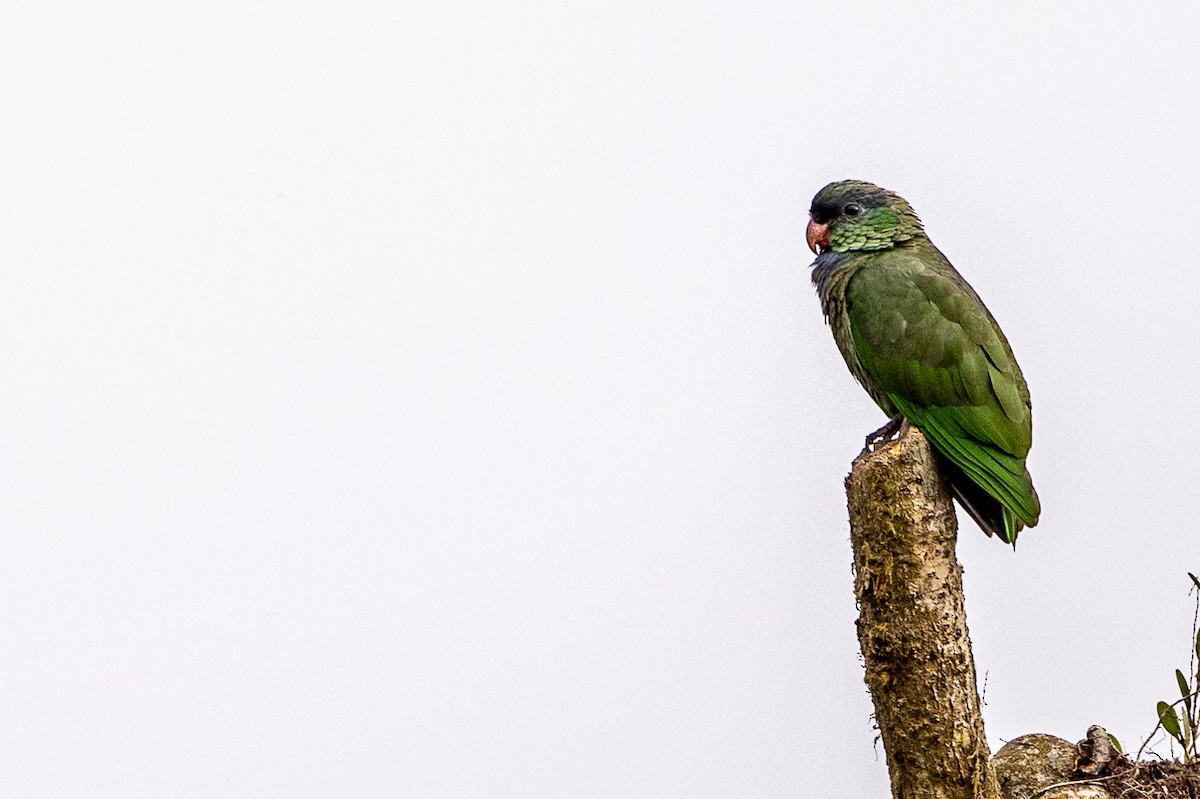 Red-billed Parrot - ML620007062