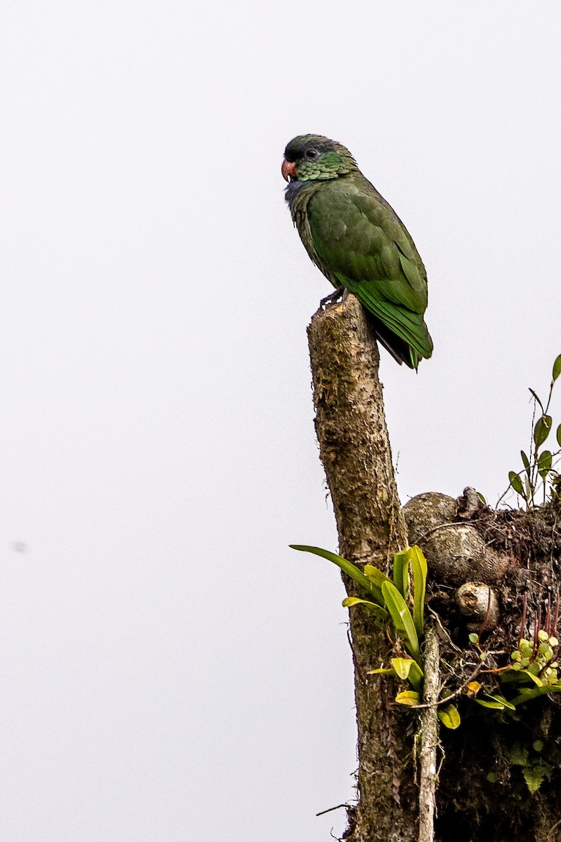 Red-billed Parrot - Michael Cook