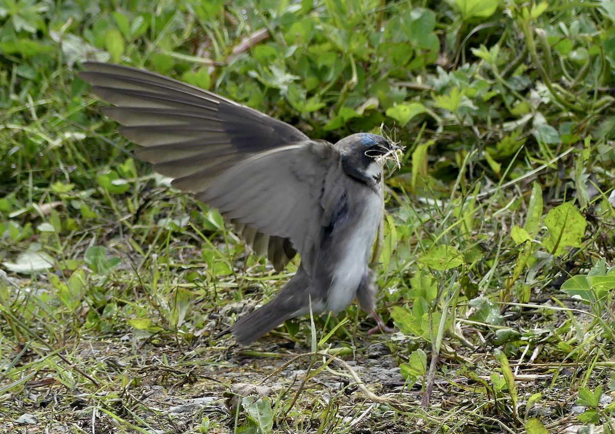 Golondrina Bicolor - ML620007066