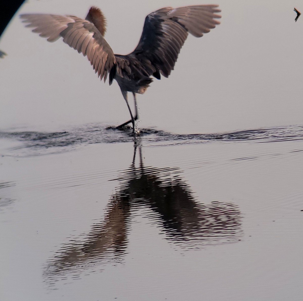 Reddish Egret - ML620007067