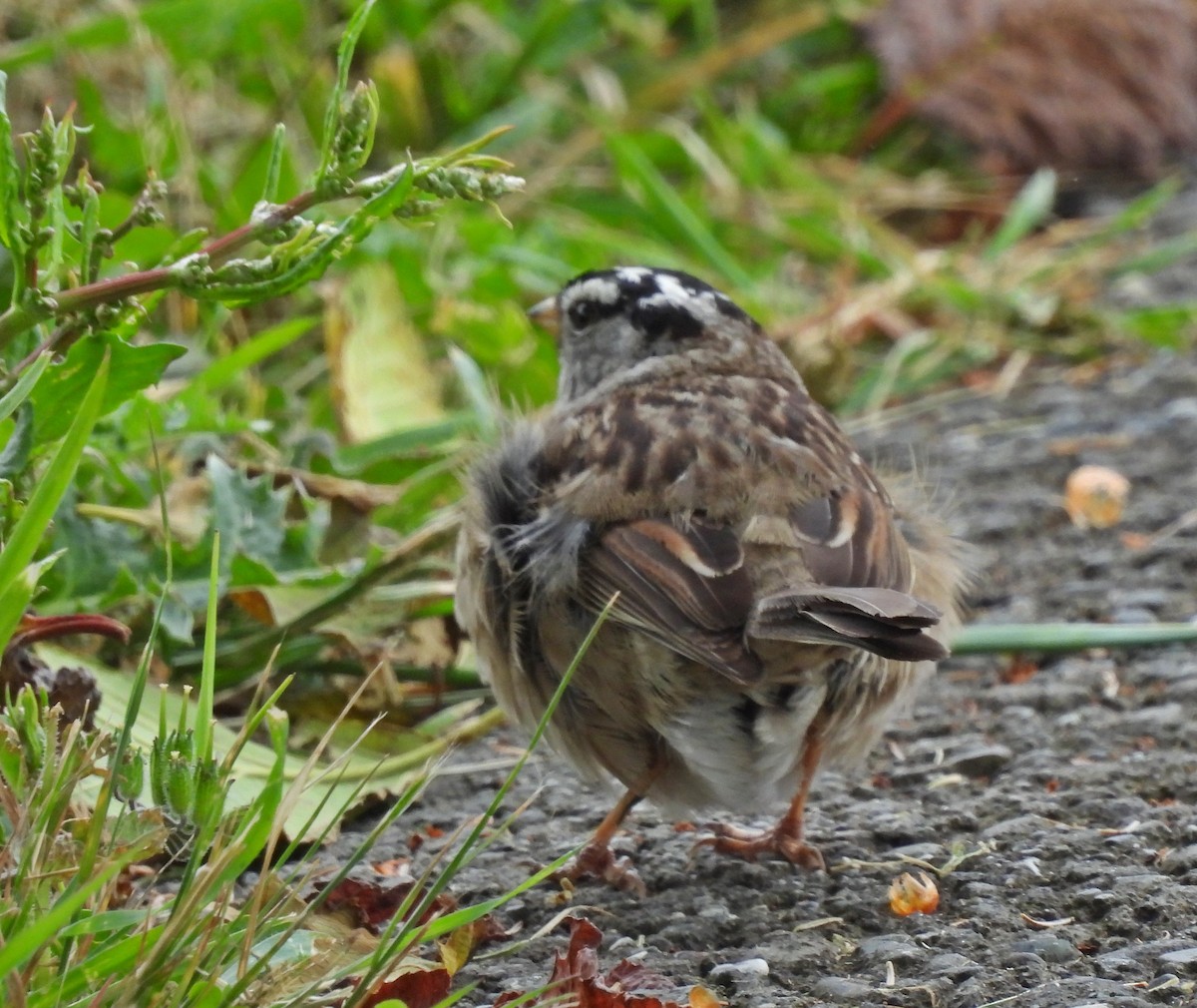 White-crowned Sparrow (pugetensis) - ML620007073