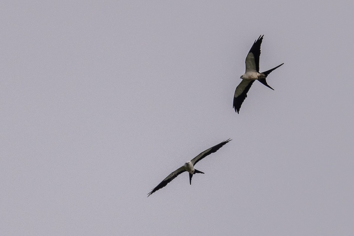 Swallow-tailed Kite - ML620007084