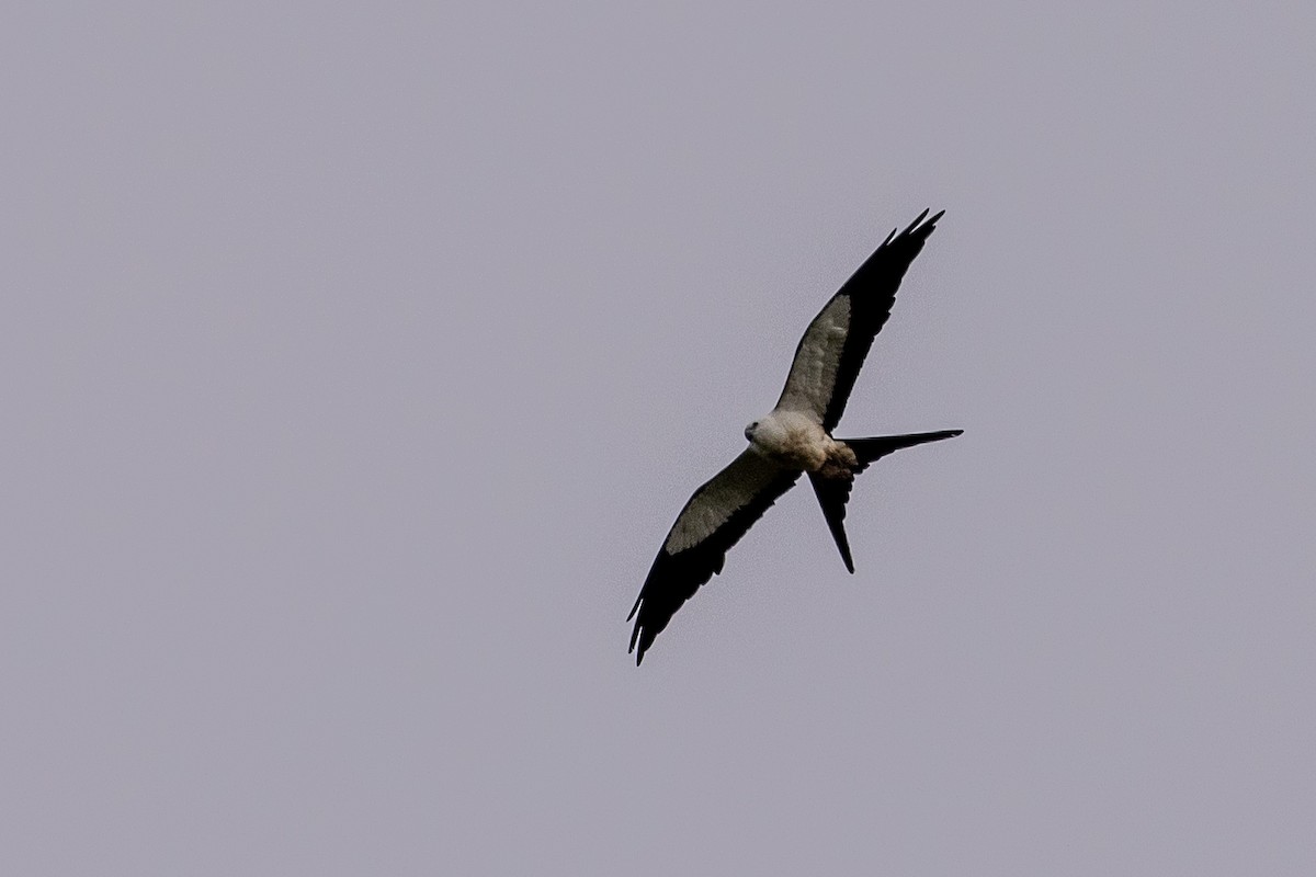 Swallow-tailed Kite - ML620007085