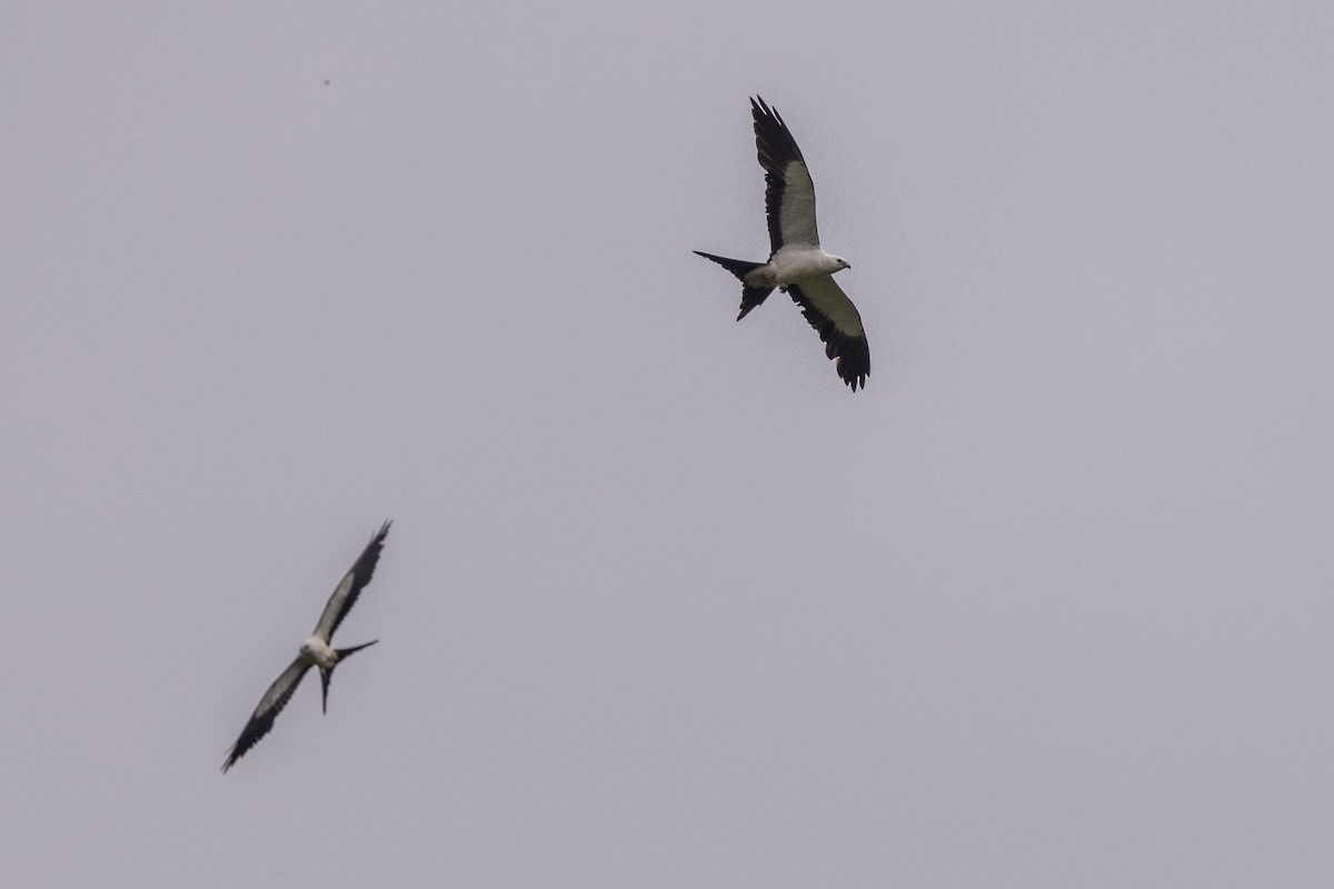 Swallow-tailed Kite - ML620007087