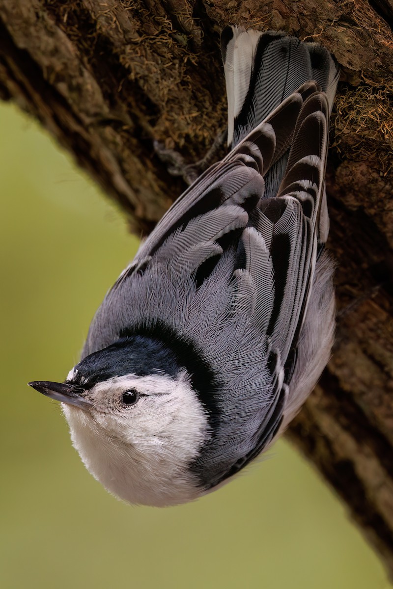 White-breasted Nuthatch - ML620007091