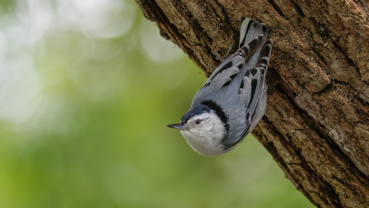 White-breasted Nuthatch - ML620007092