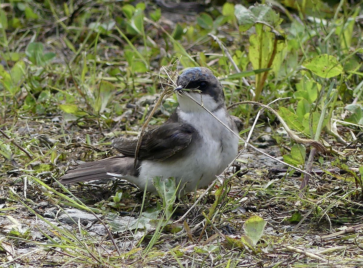 Golondrina Bicolor - ML620007093