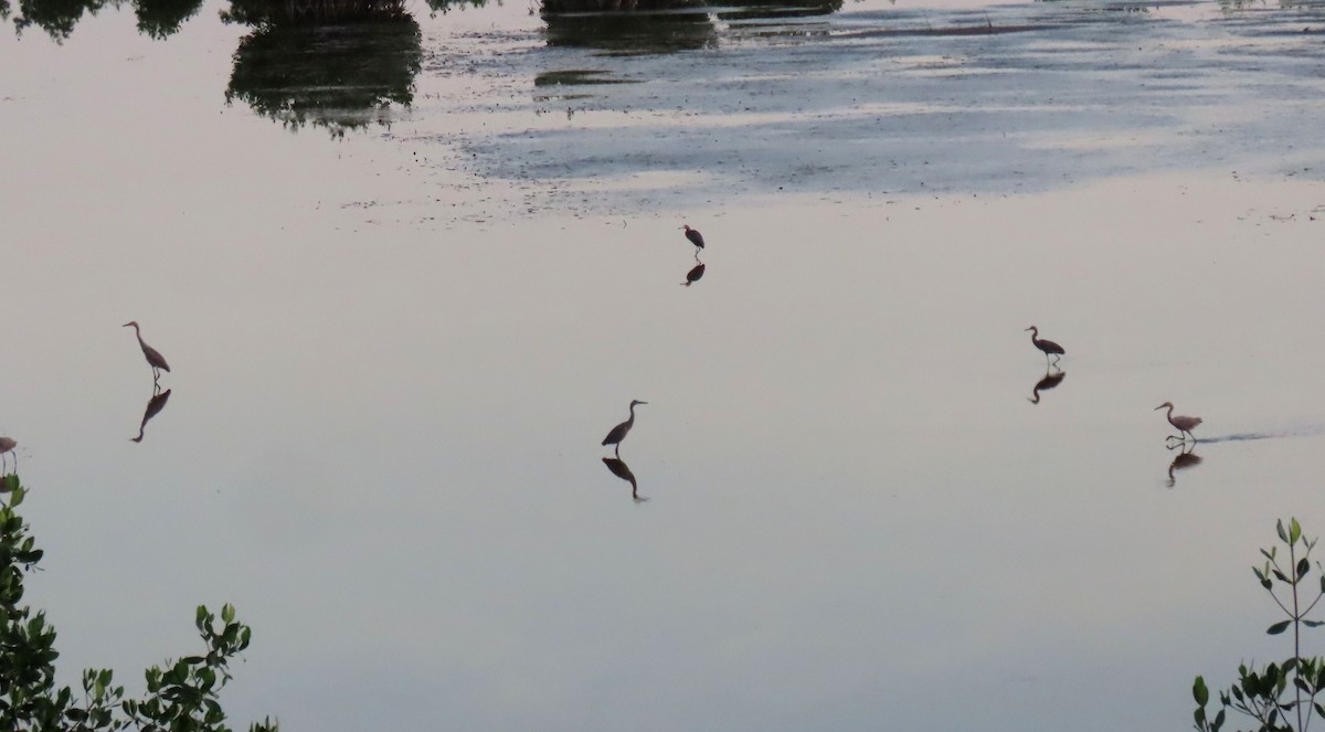 Reddish Egret - ML620007094