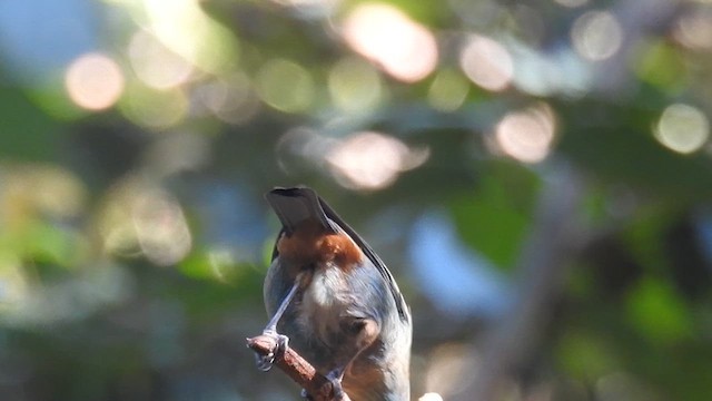 Chestnut-backed Tanager - ML620007102