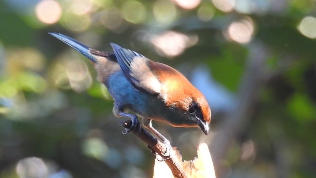 Chestnut-backed Tanager - ML620007106