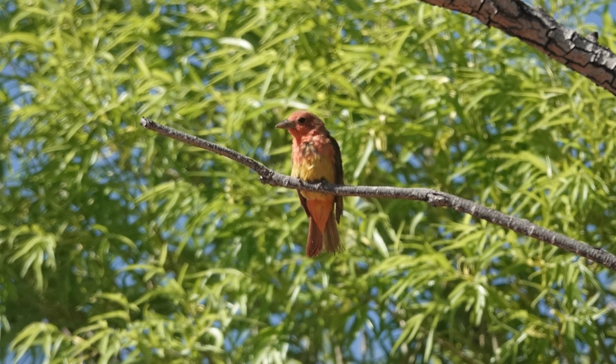 Summer Tanager - ML620007109