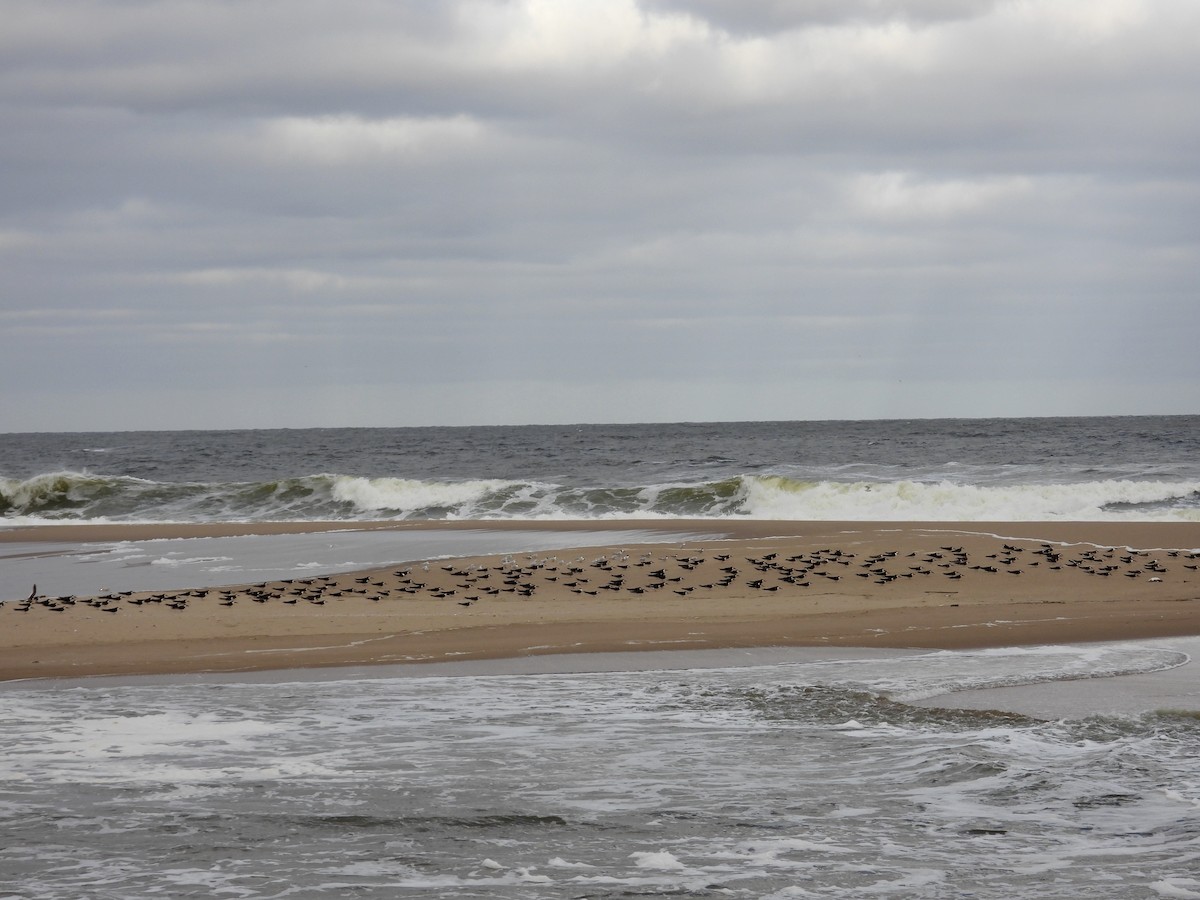 Black Skimmer - ML620007124