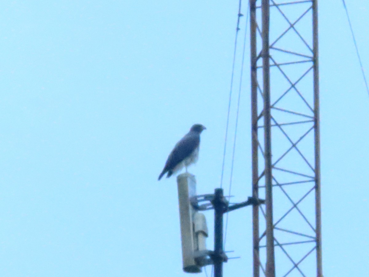 White-tailed Hawk - ML620007136