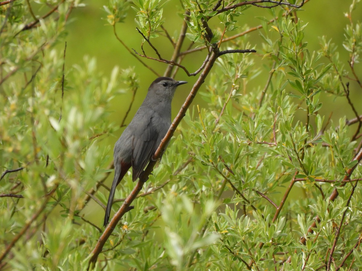 Gray Catbird - ML620007139