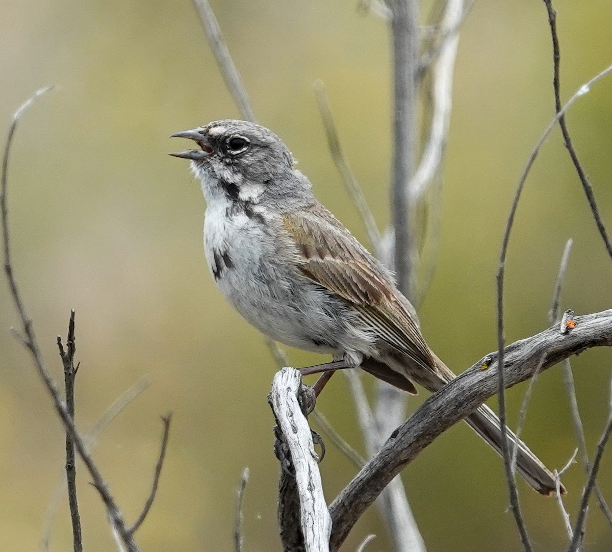 Bell's Sparrow - ML620007141