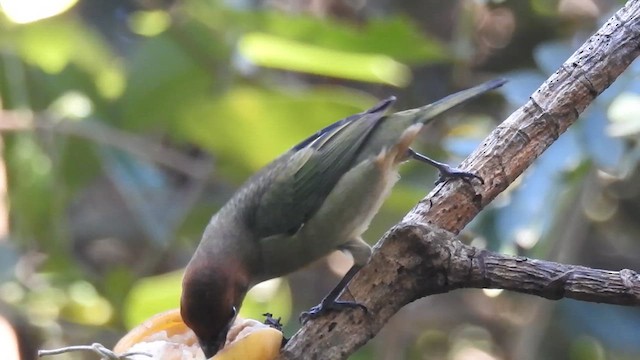 Chestnut-backed Tanager - ML620007145