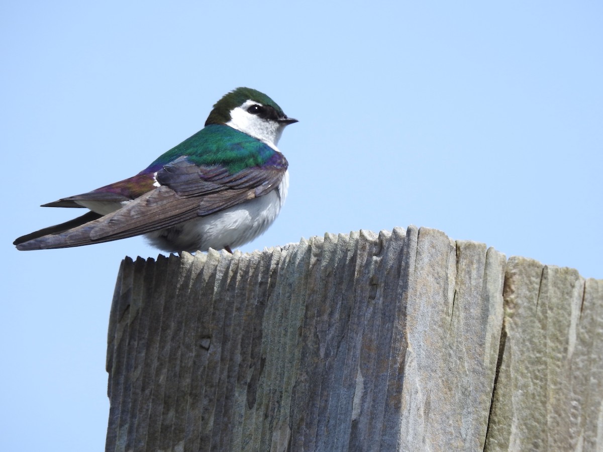 Violet-green Swallow - ML620007147