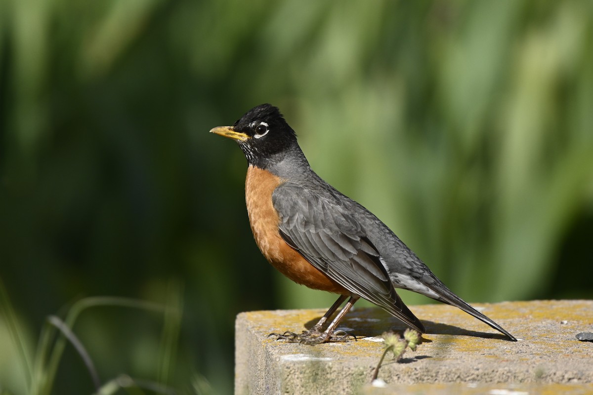 American Robin - ML620007151