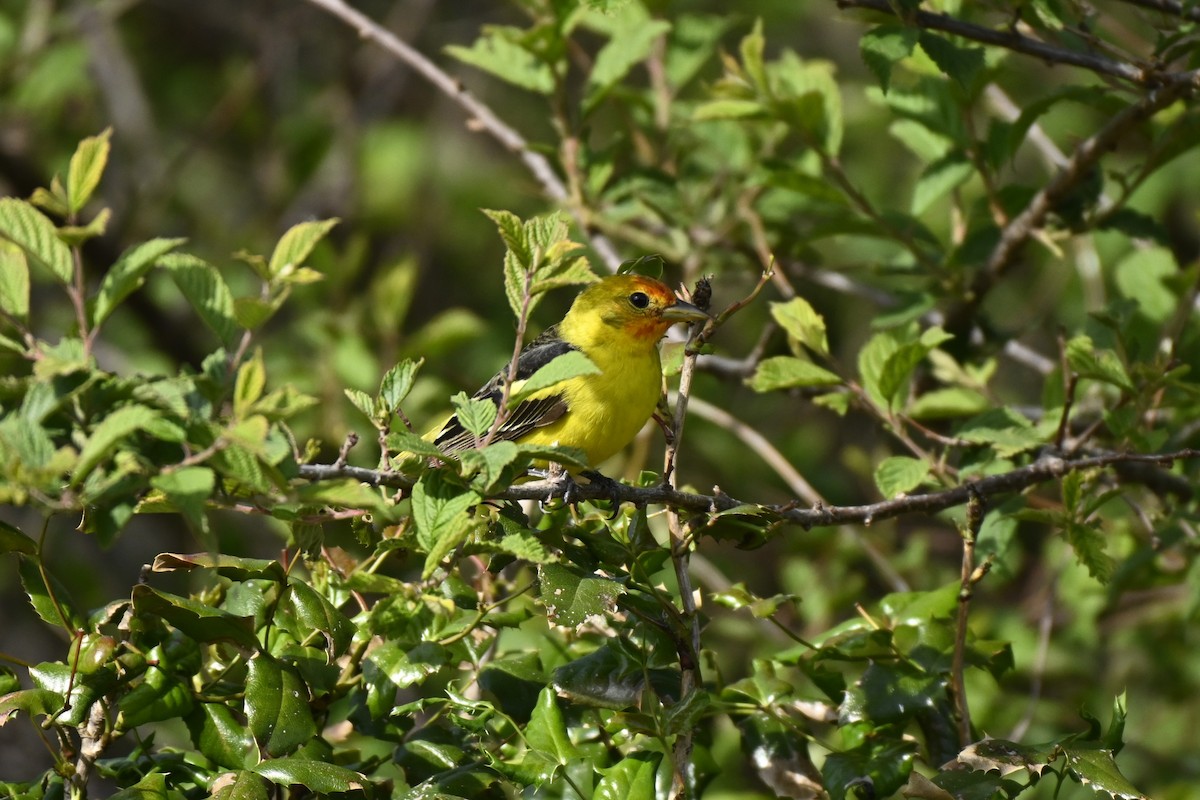 Western Tanager - ML620007163