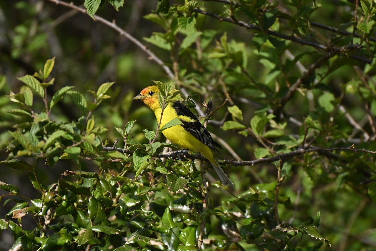 Western Tanager - ML620007164