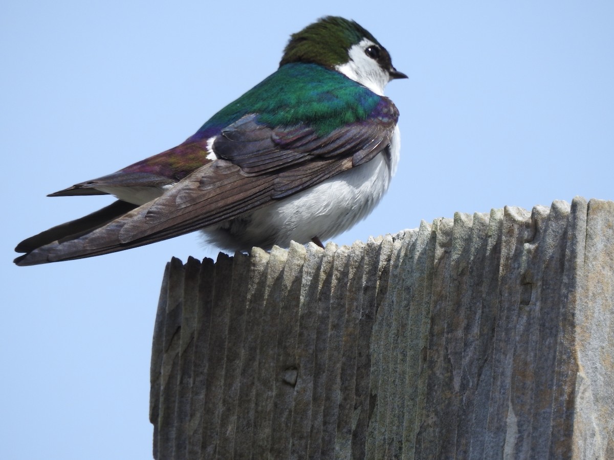 Violet-green Swallow - ML620007165