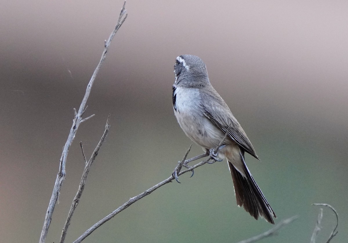 Black-throated Sparrow - Sibylle Hechtel