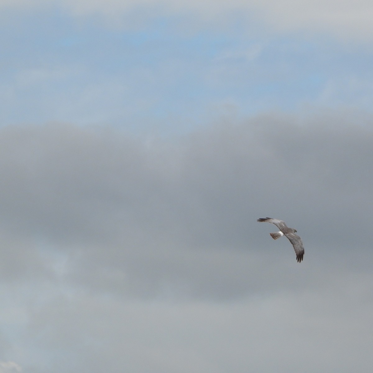 Northern Harrier - ML620007170