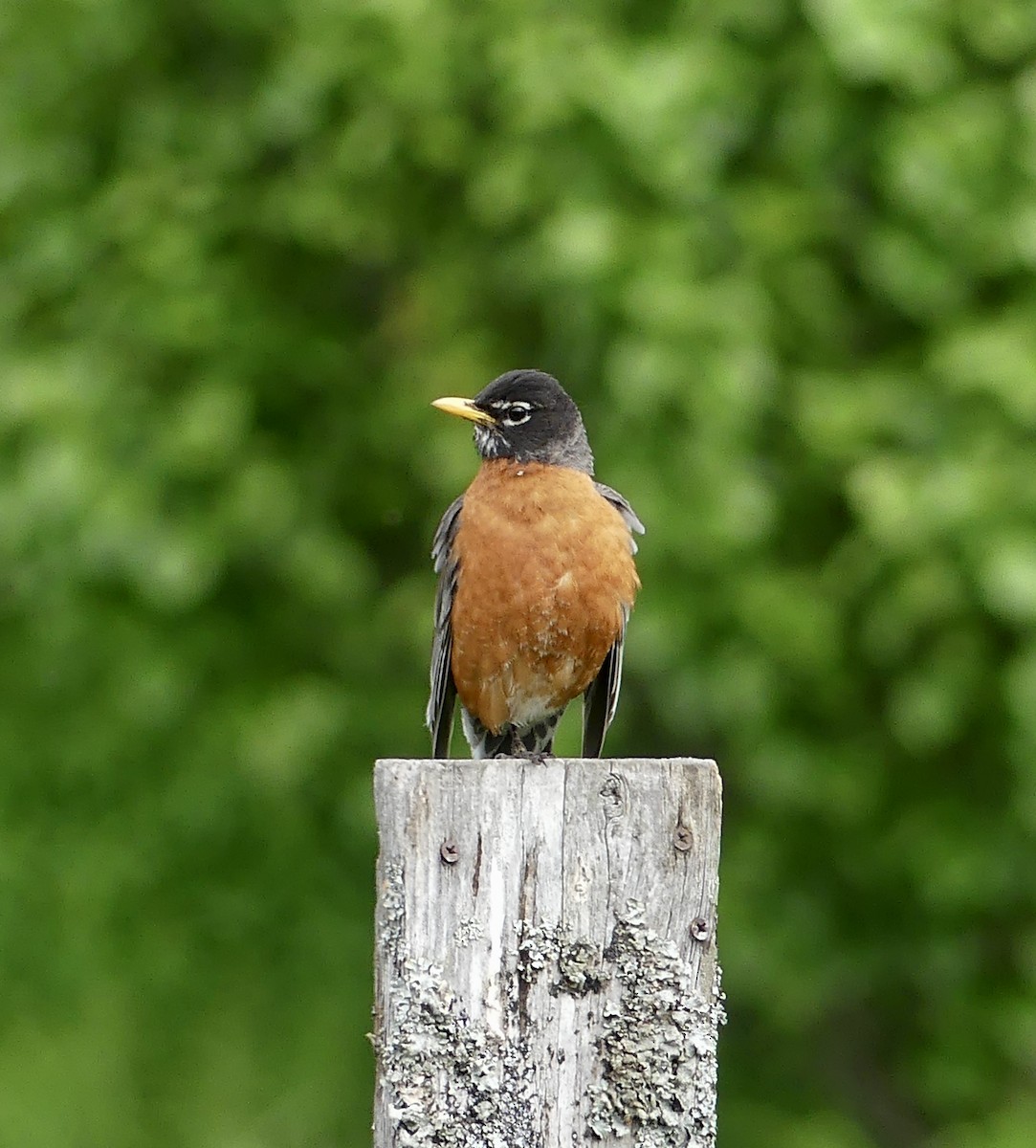 American Robin - ML620007173