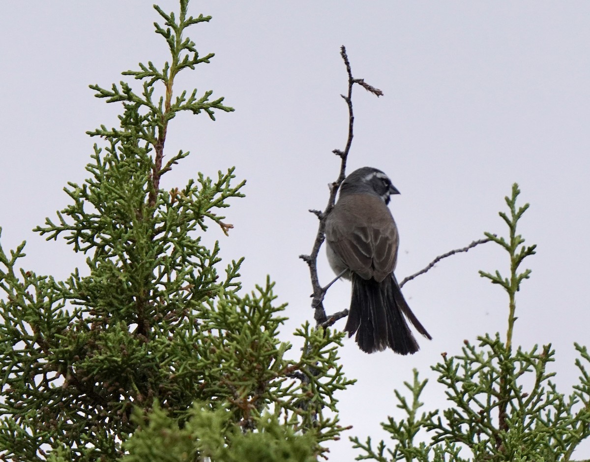 Black-throated Sparrow - ML620007174