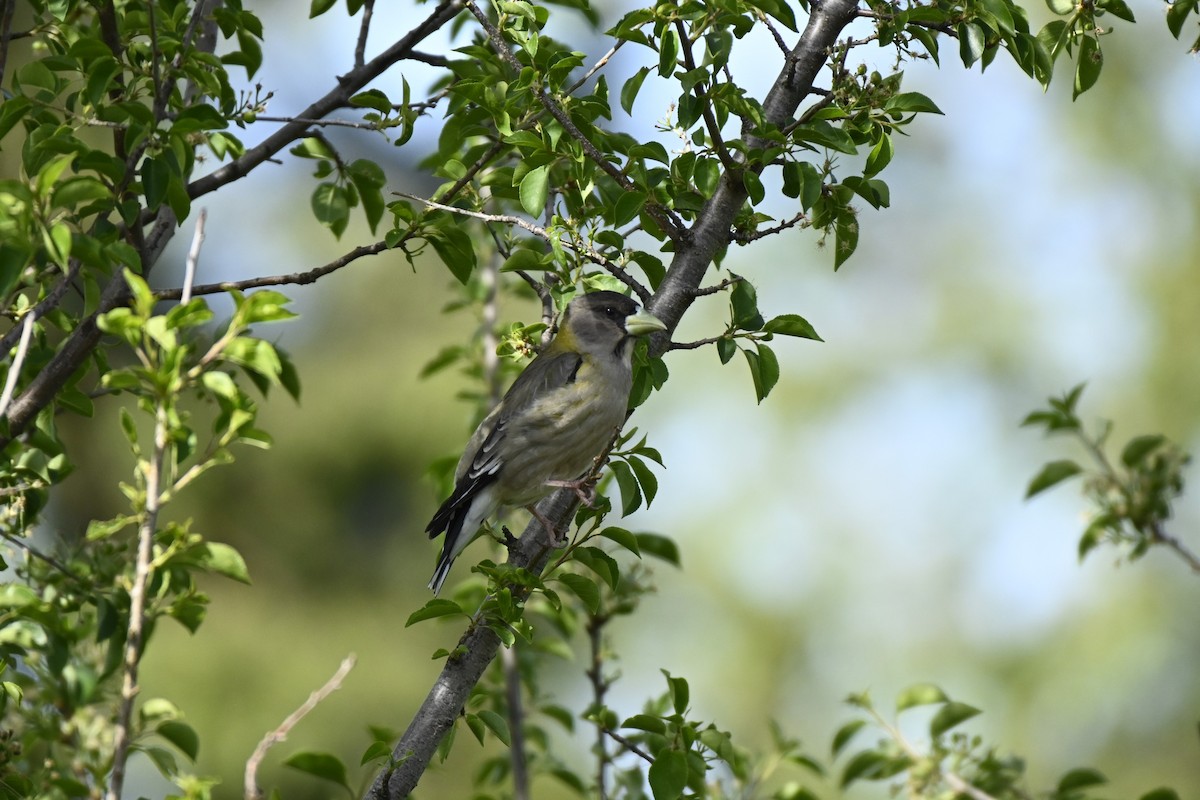 Evening Grosbeak - ML620007175