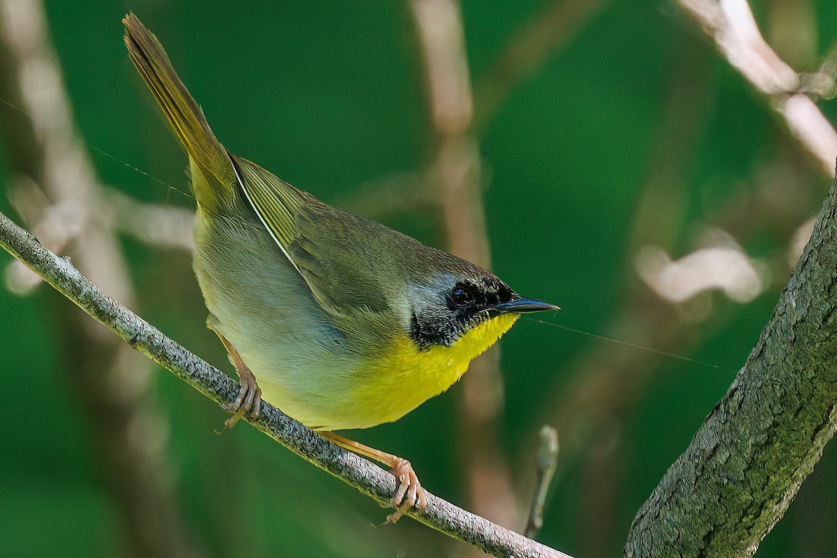 Common Yellowthroat - ML620007192