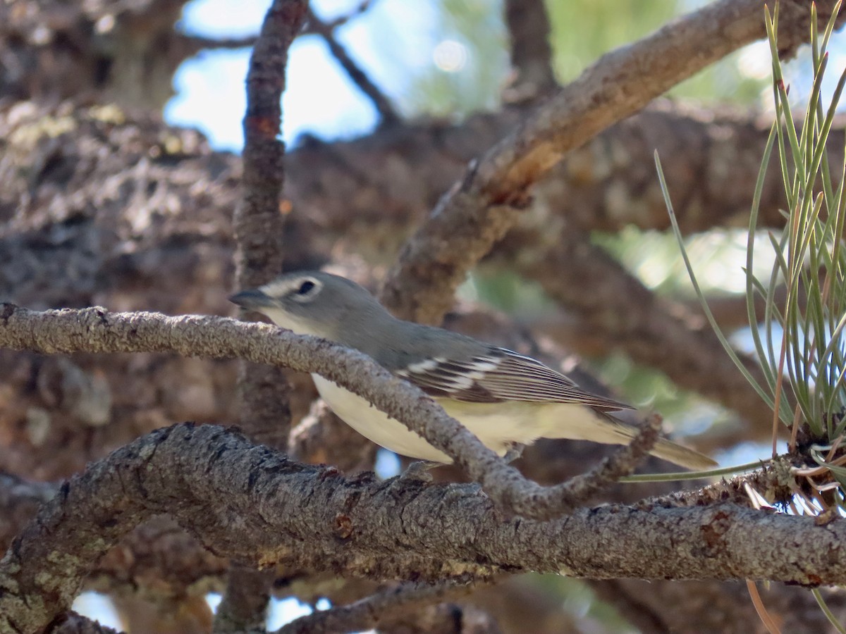 Plumbeous Vireo - ML620007198