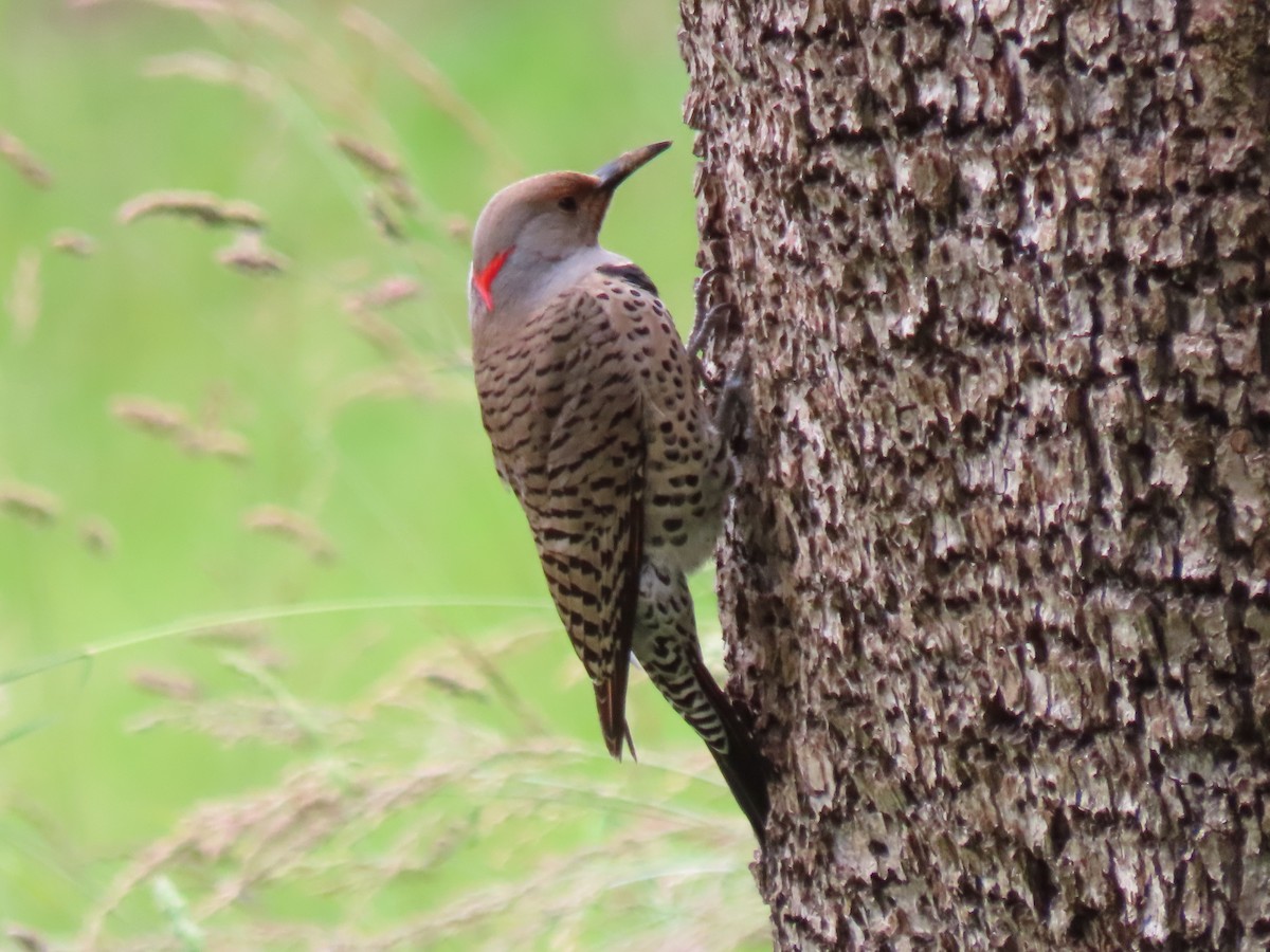 Northern Flicker (Yellow-shafted x Red-shafted) - ML620007199