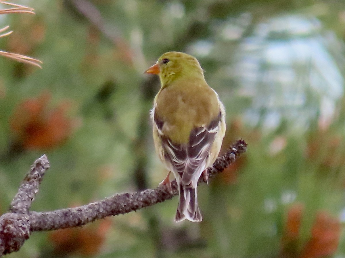 American Goldfinch - ML620007206