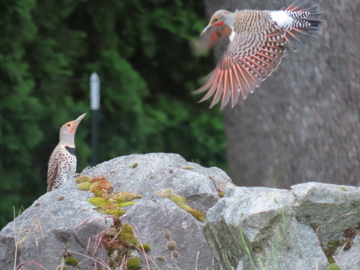 Northern Flicker (Yellow-shafted x Red-shafted) - ML620007227