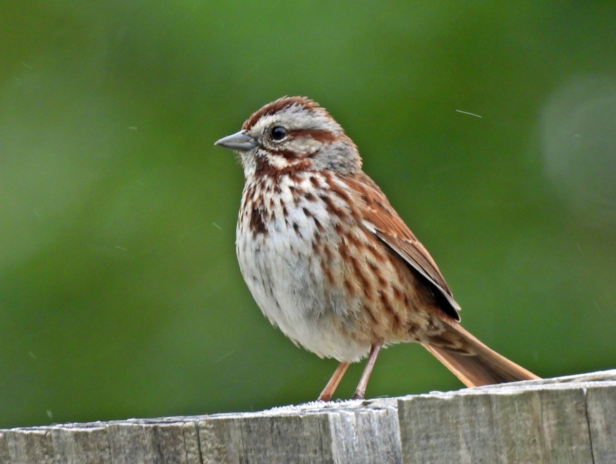 Song Sparrow (heermanni Group) - ML620007229