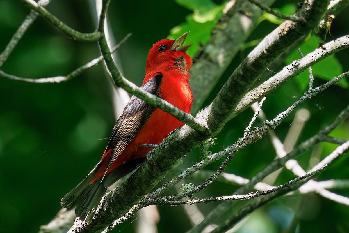 Scarlet Tanager - ML620007234