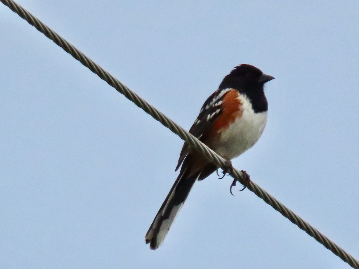 Spotted Towhee - ML620007241