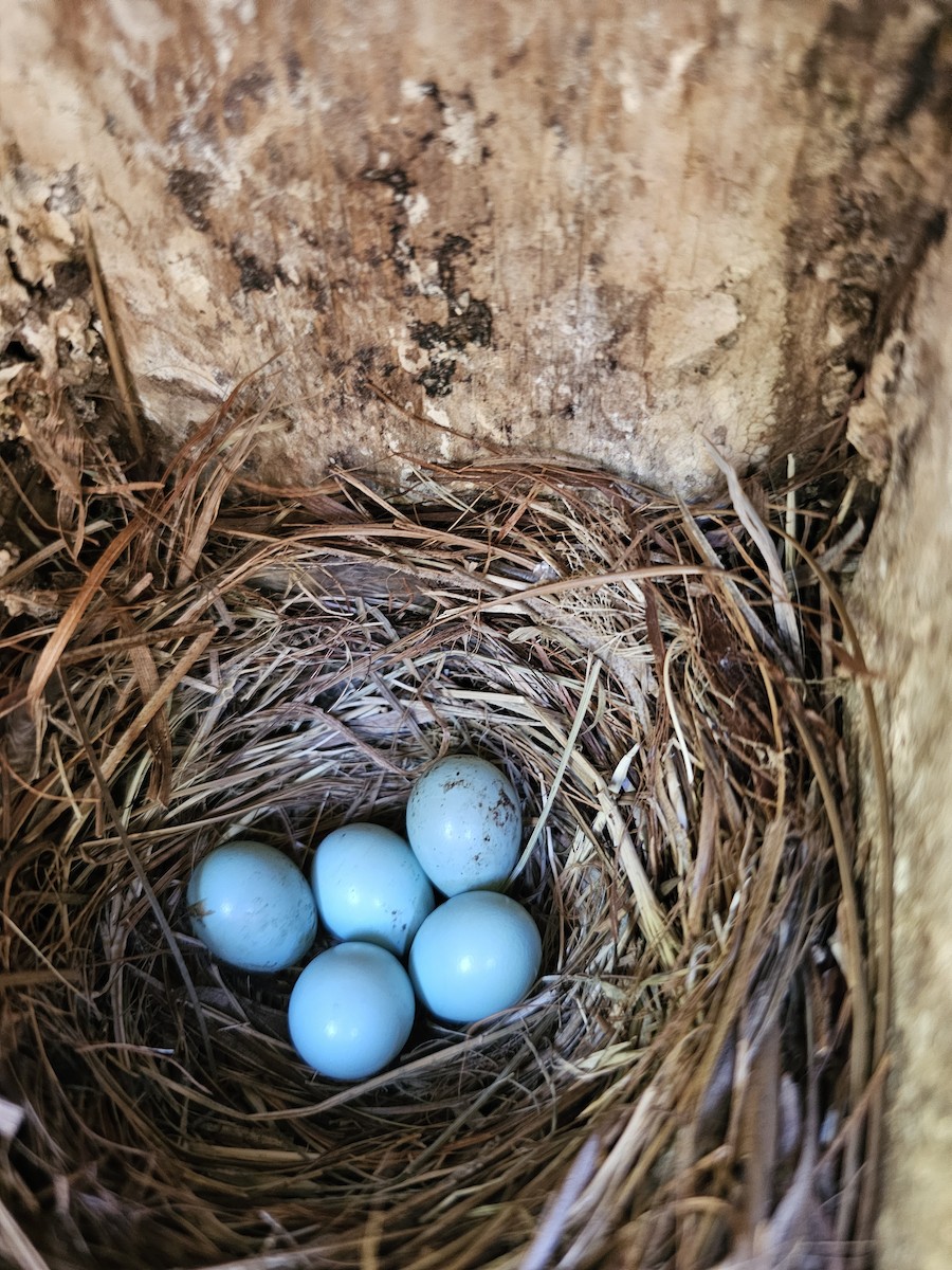 Western Bluebird - ML620007243