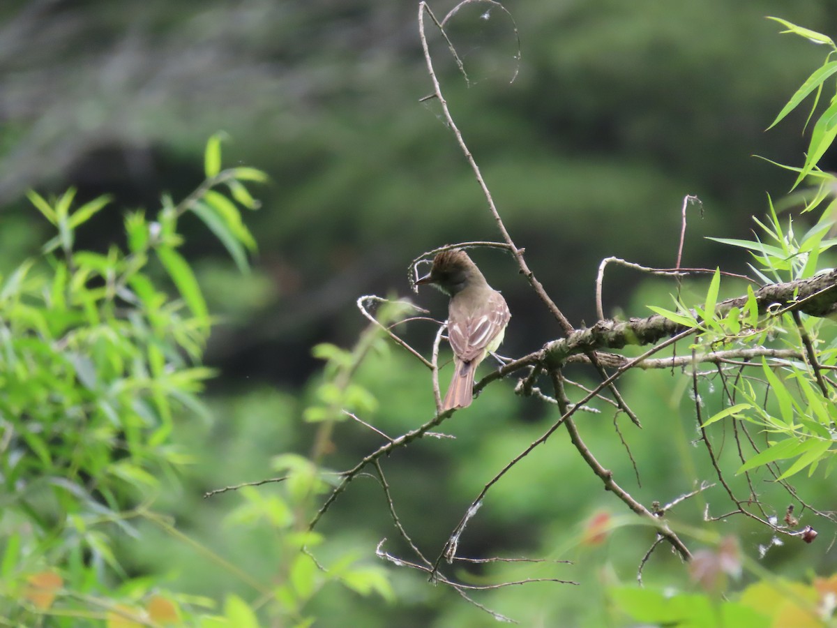 Great Crested Flycatcher - ML620007249