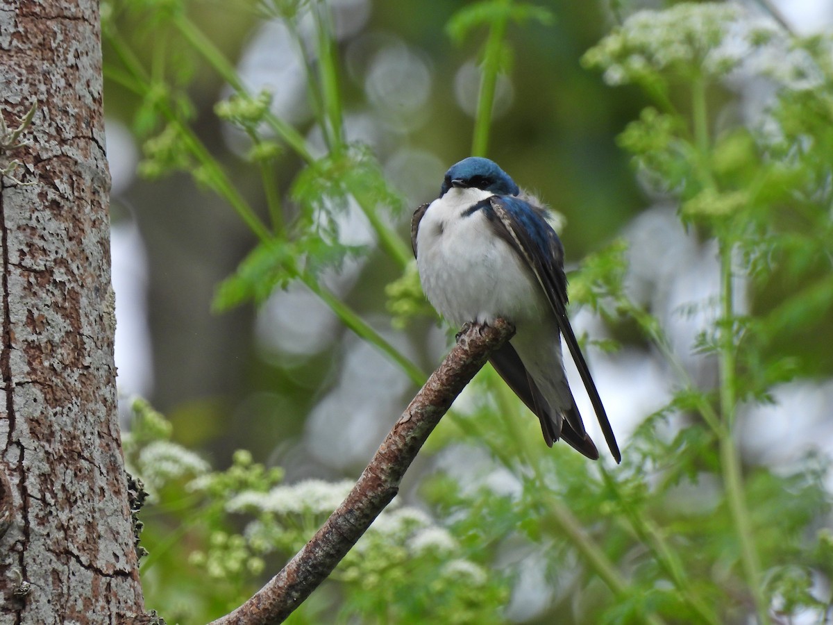 Golondrina Bicolor - ML620007252