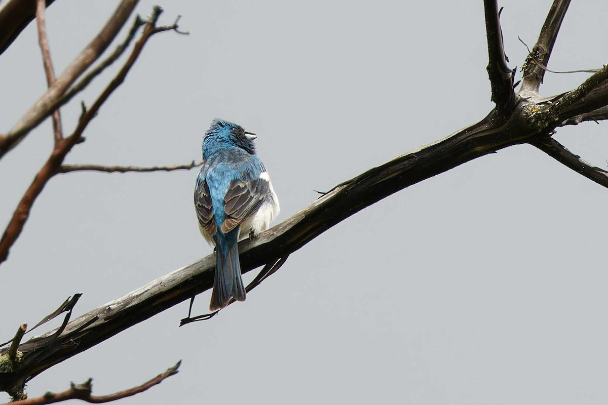 Lazuli Bunting - Matthew Mellor