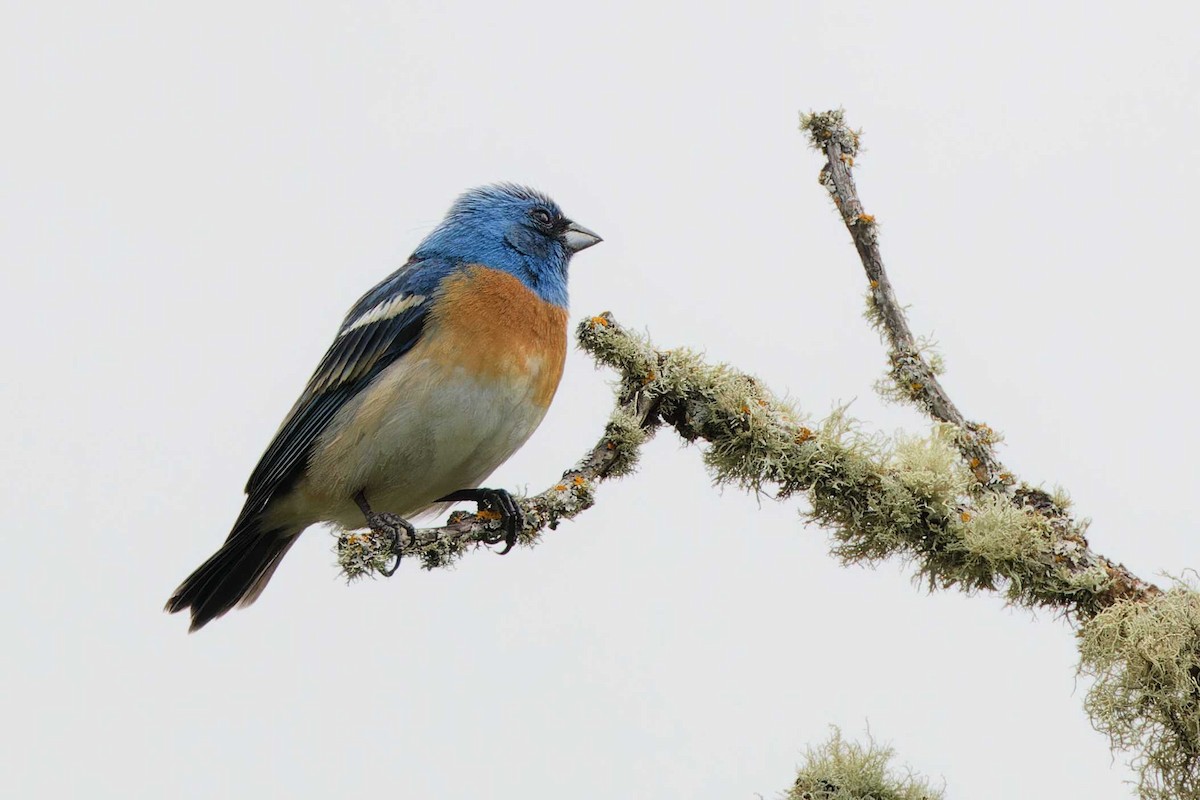 Lazuli Bunting - ML620007256