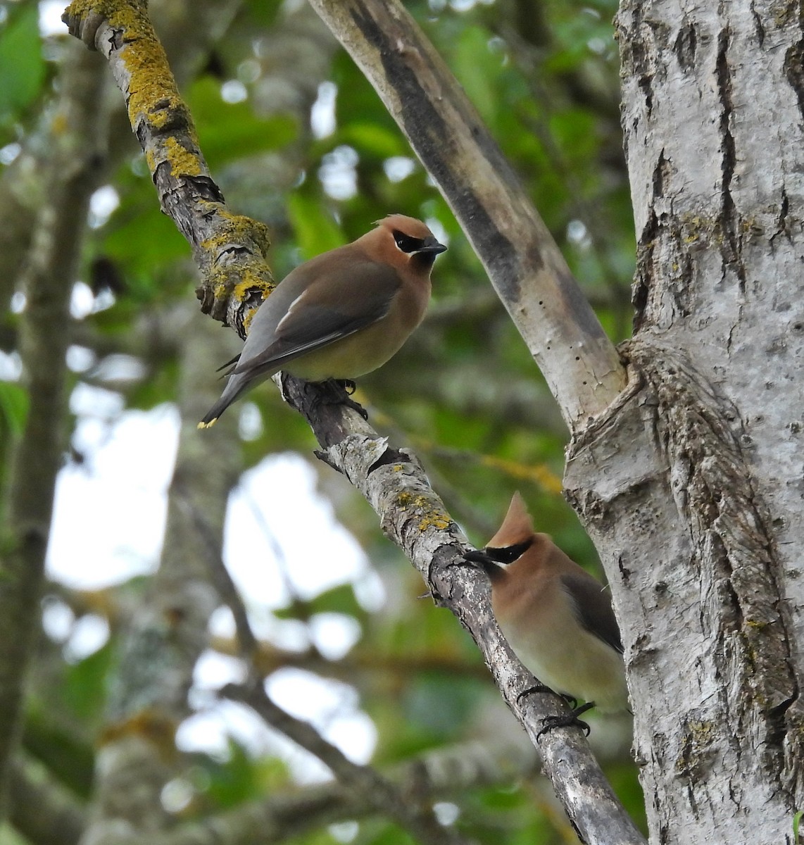 Cedar Waxwing - ML620007261