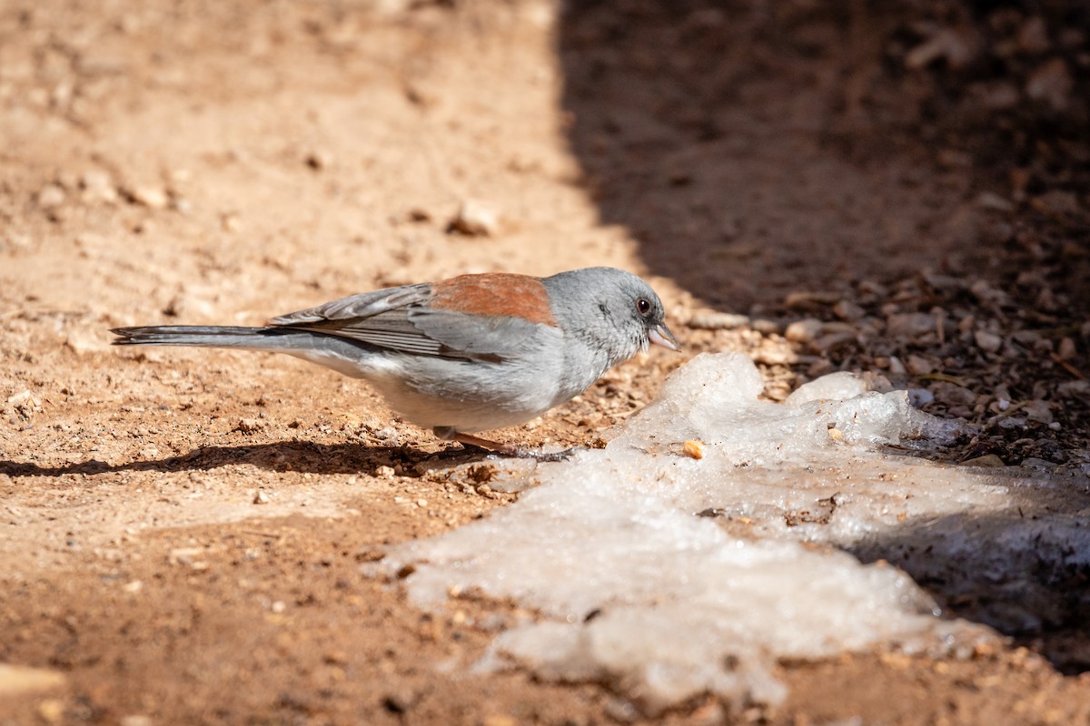 Junco Ojioscuro (dorsalis) - ML620007275